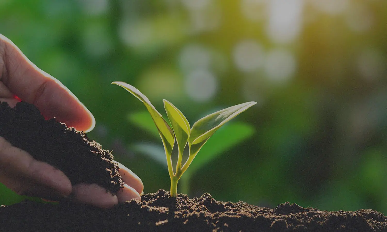 Person nurturing a young plant, symbolising sustainability and environmental stewardship